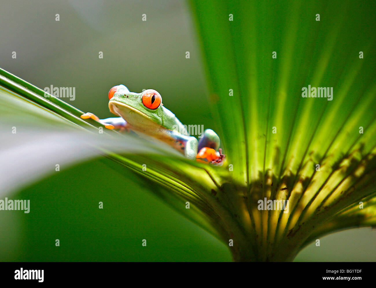Red eyed tree frog (Agalychnis callidryas), Costa Rica, Central America Stock Photo