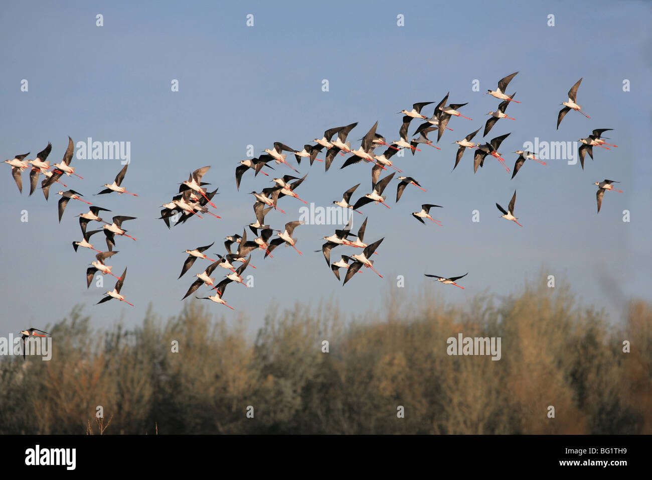 Flock of birds flying over marsh lands Stock Photo