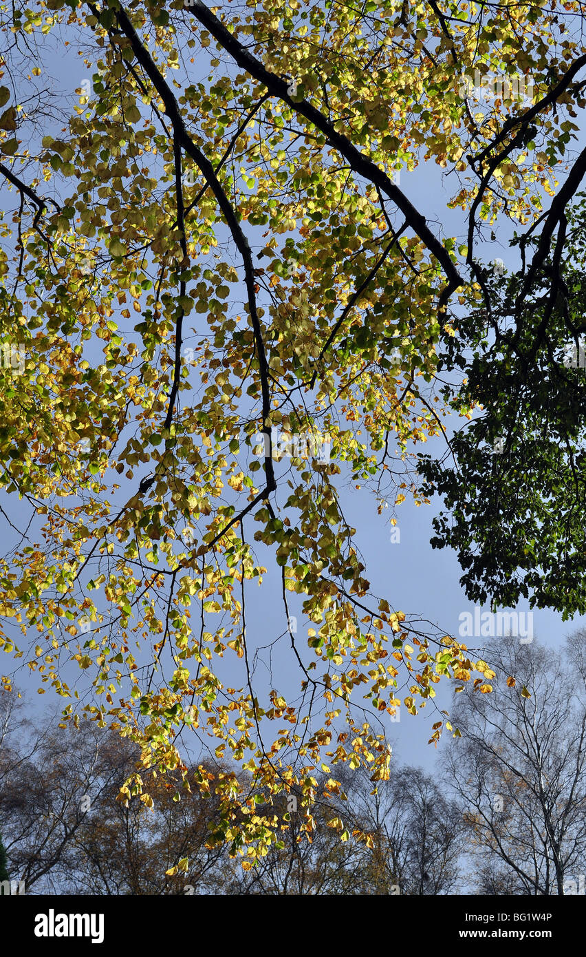 Trees autumn trees hi-res stock photography and images - Alamy