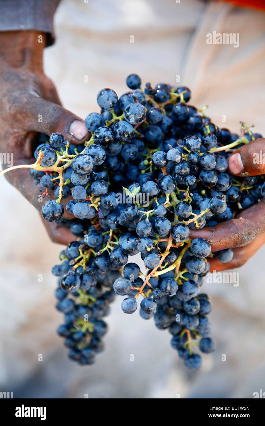 Harvest worker holding Malbec wine grapes, Mendoza, Argentina, South America Stock Photo