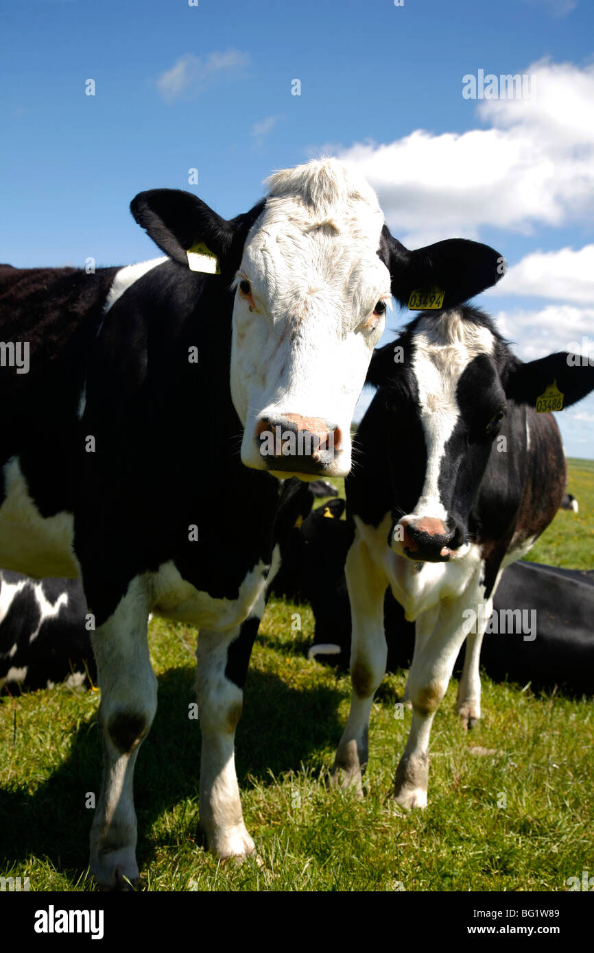 Cows in a field, South Jutland, Denmark, Scandinavia, Europe Stock Photo