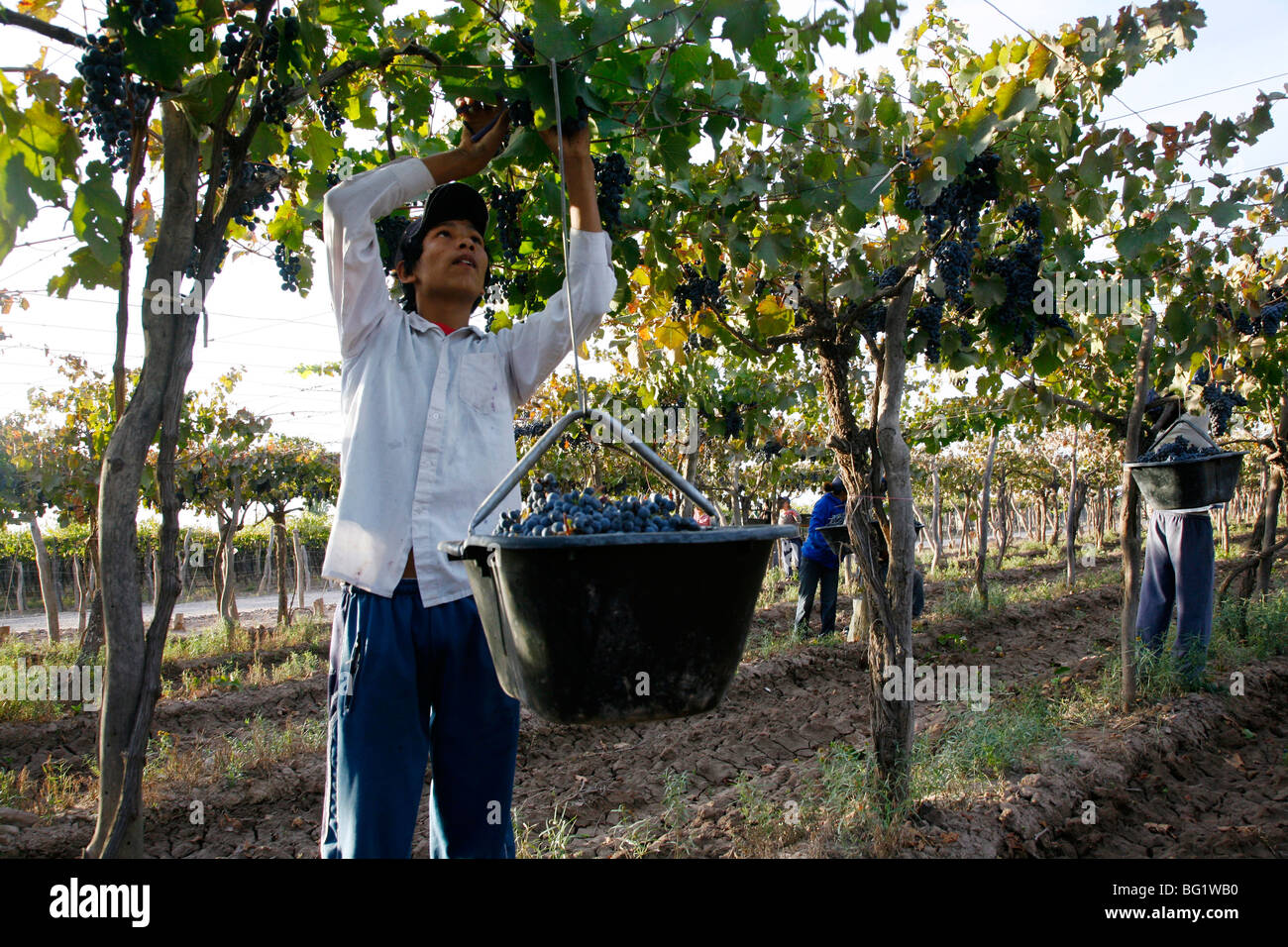 Man working at the vineyard during the harvest time, Mendoza, Argentina, South America Stock Photo