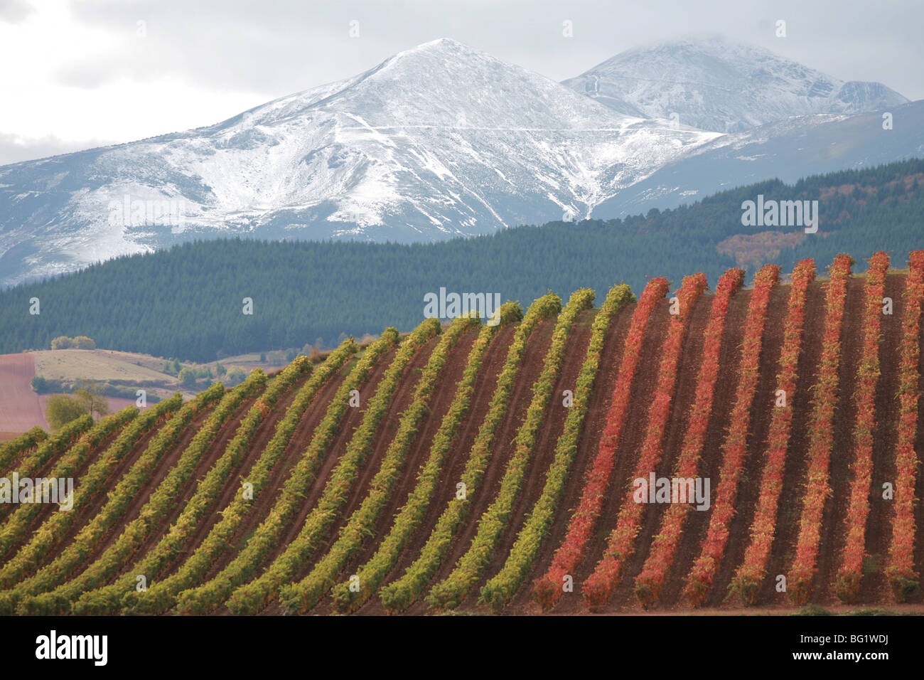 Vines, vine, wine, wines, Rioja, Riojas, La Rioja, Spain, autumn, otoño ...