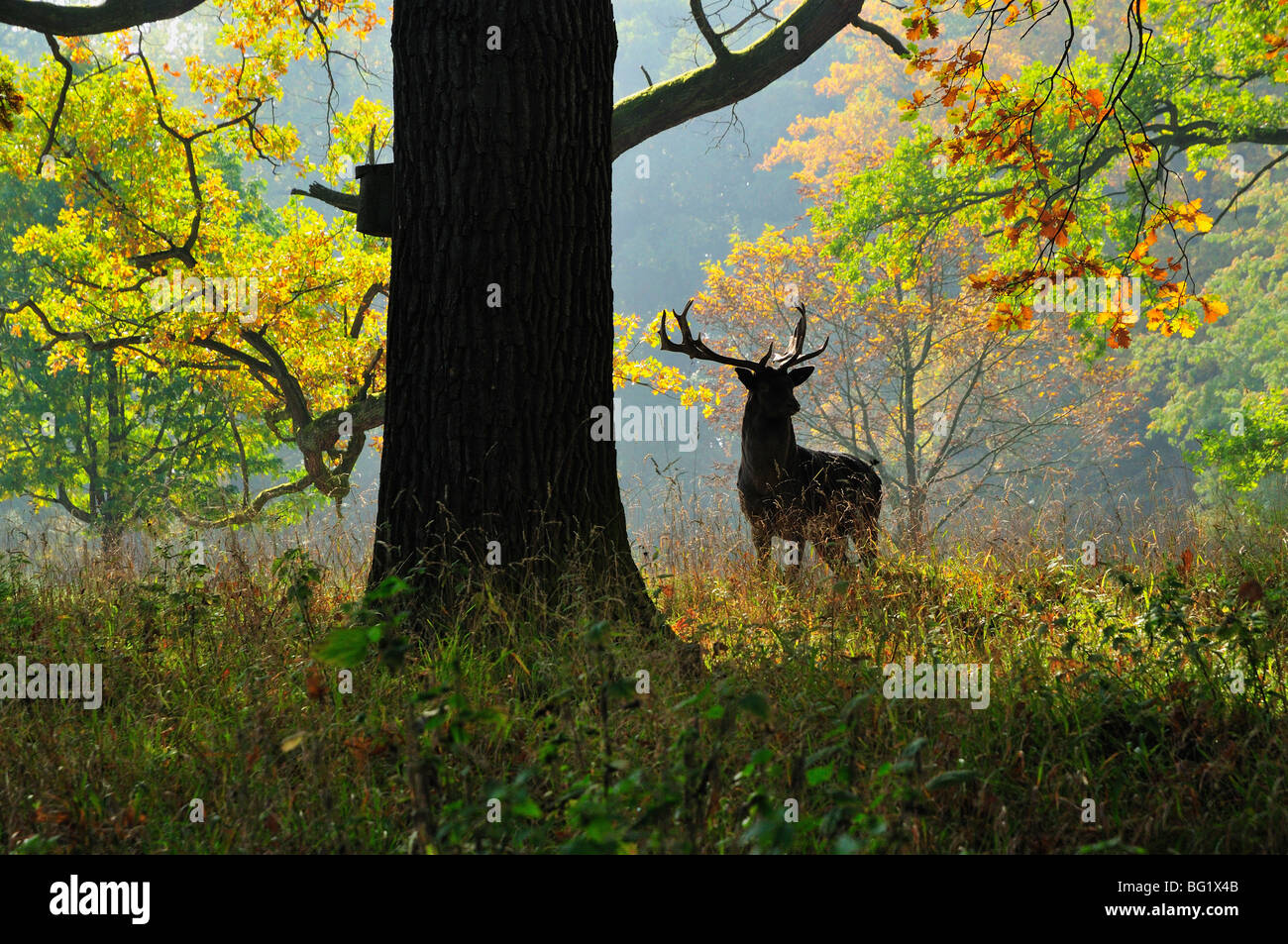 Deer, Favorite Park, Ludwigsburg, Baden-Wurttemberg, Germany, Europe Stock Photo