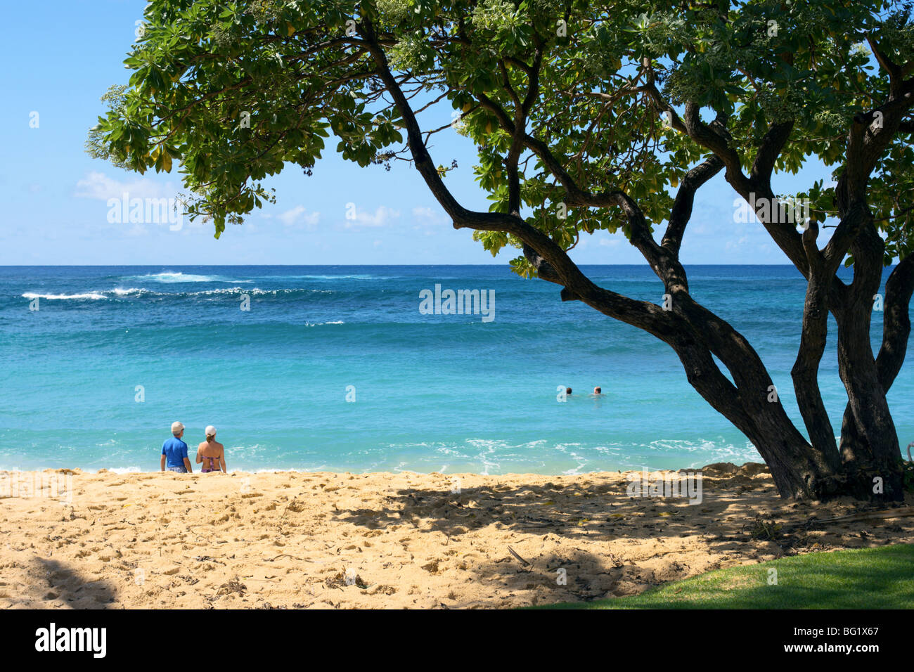 Tree heliotrope on Sheraton or Waiohai Beach Poipu HI Stock Photo Alamy