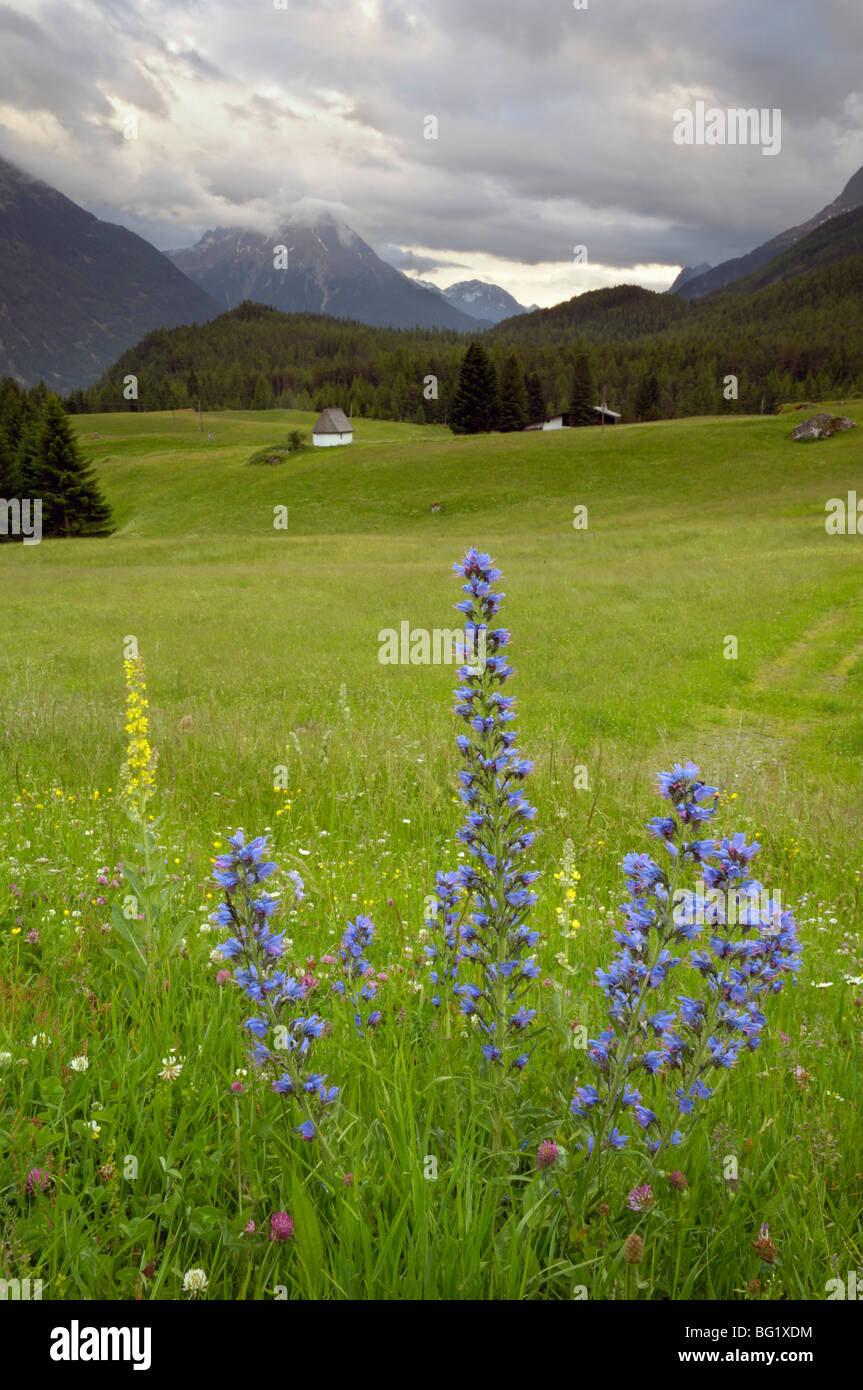 Alpine meadow, near Kofels, Umhausen, Otztal valley, Tyrol, Austria, Europe Stock Photo