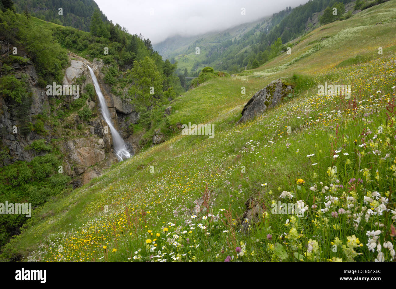 Alpine meadow, Venter Tal near Vent, Otztal valley, Tyrol, Austria, Europe Stock Photo