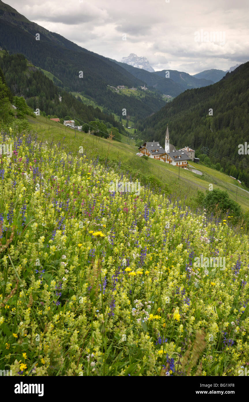 Alpine wild flower meadow, Dolomites, Italy, Europe Stock Photo