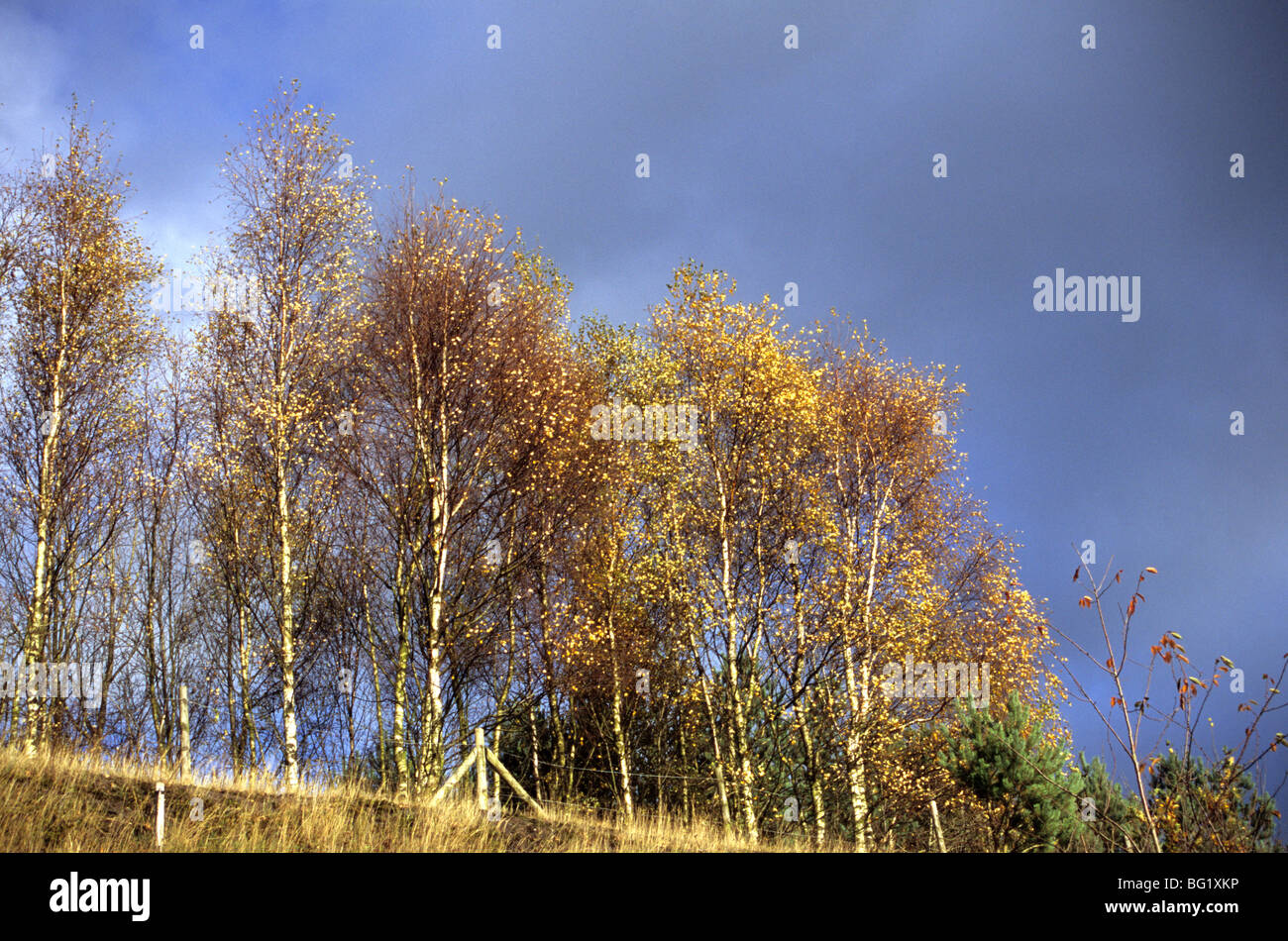 Silver Birch Trees Growing On Land Which Was Formally A Coalpit Called Birchenwood Stock Photo