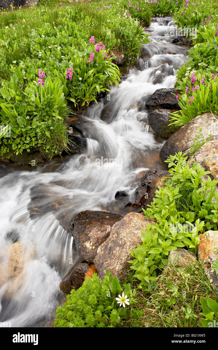 Stream through wildflowers, Mineral Basin, Uncompahgre National Forest, Colorado, United States of America, North America Stock Photo