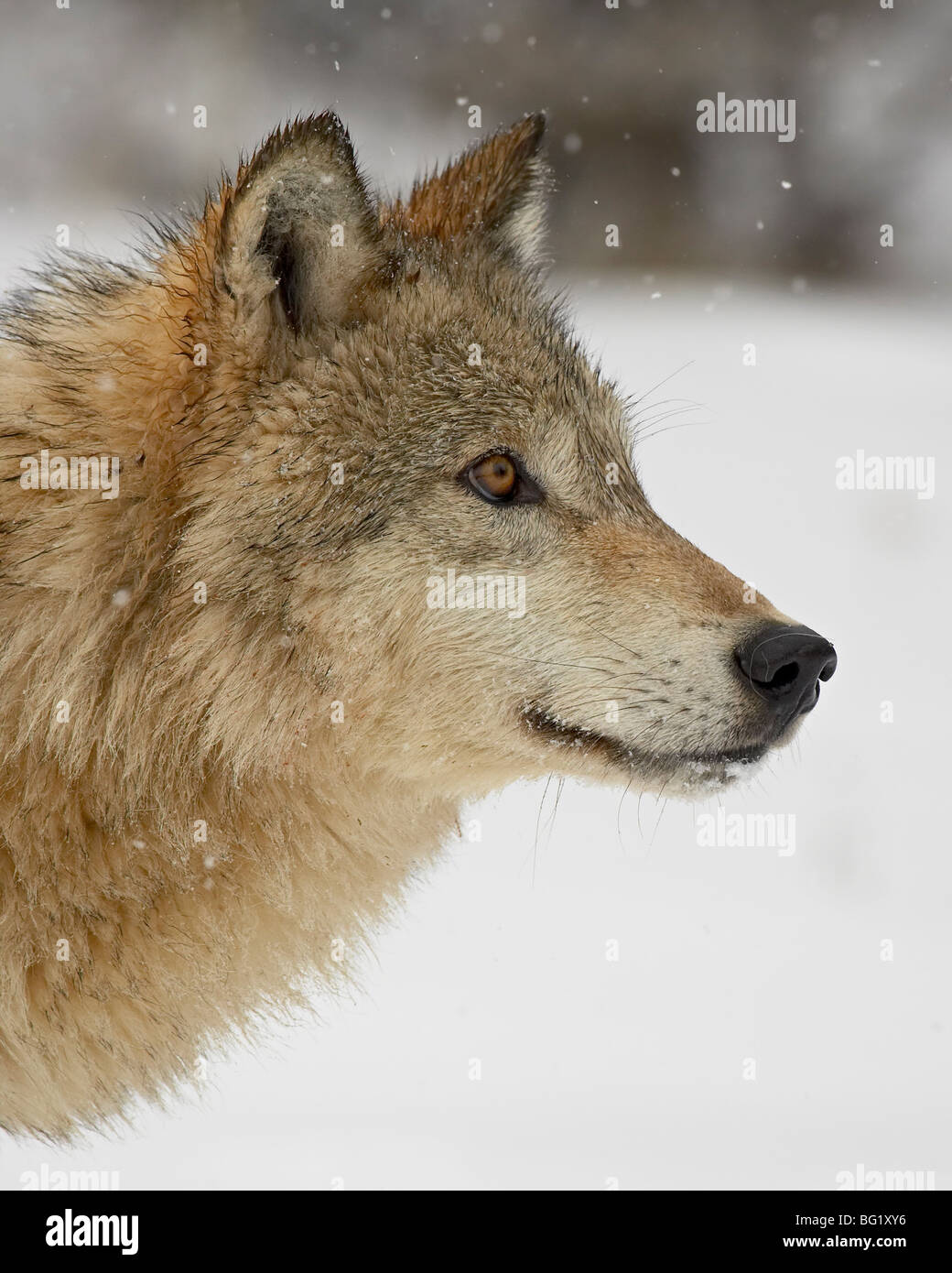 Gray wolf (Canis lupus) in snow, near Bozeman, Montana, United States of America, North America Stock Photo