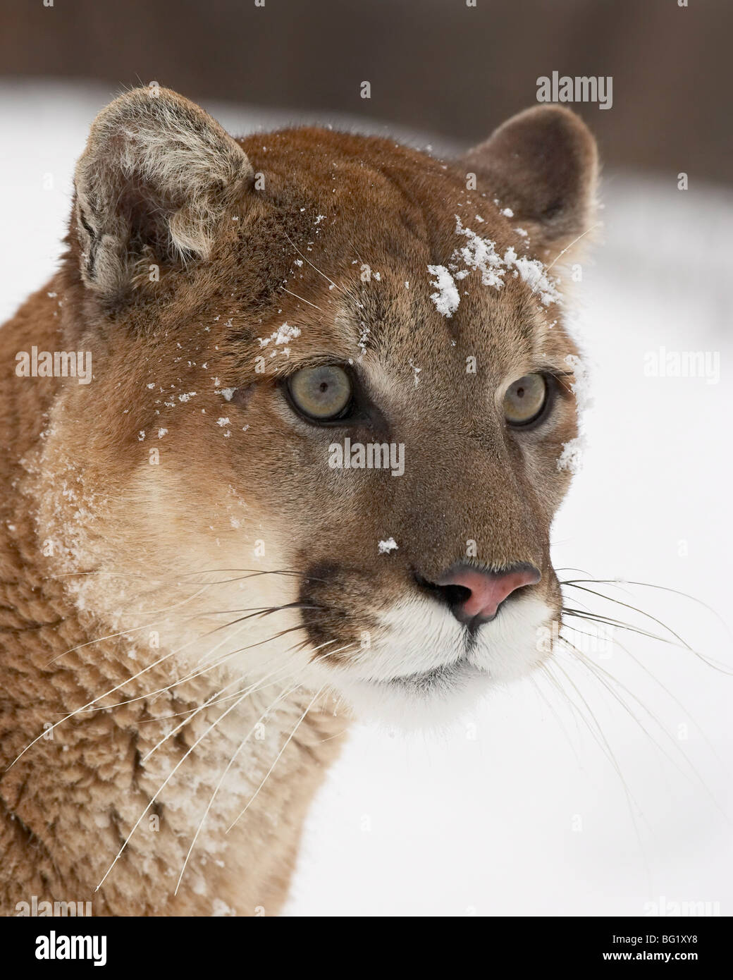 Mountain lion or cougar (Felis concolor) in snow, near Bozeman, Montana, United States of America, North America Stock Photo