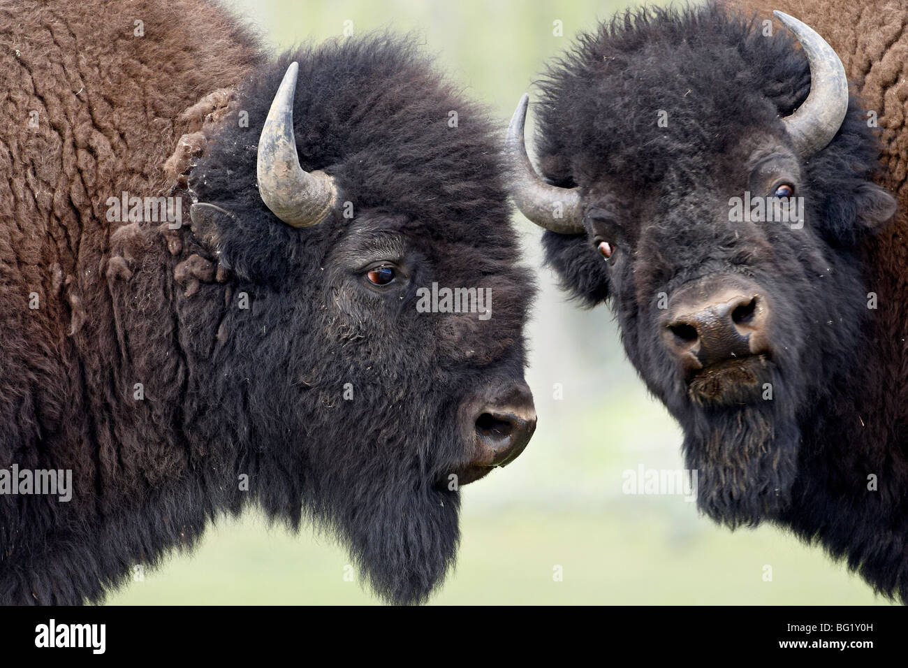 Two bison (Bison bison) bulls facing off, Yellowstone National Park, Wyoming, United States of America, North America Stock Photo