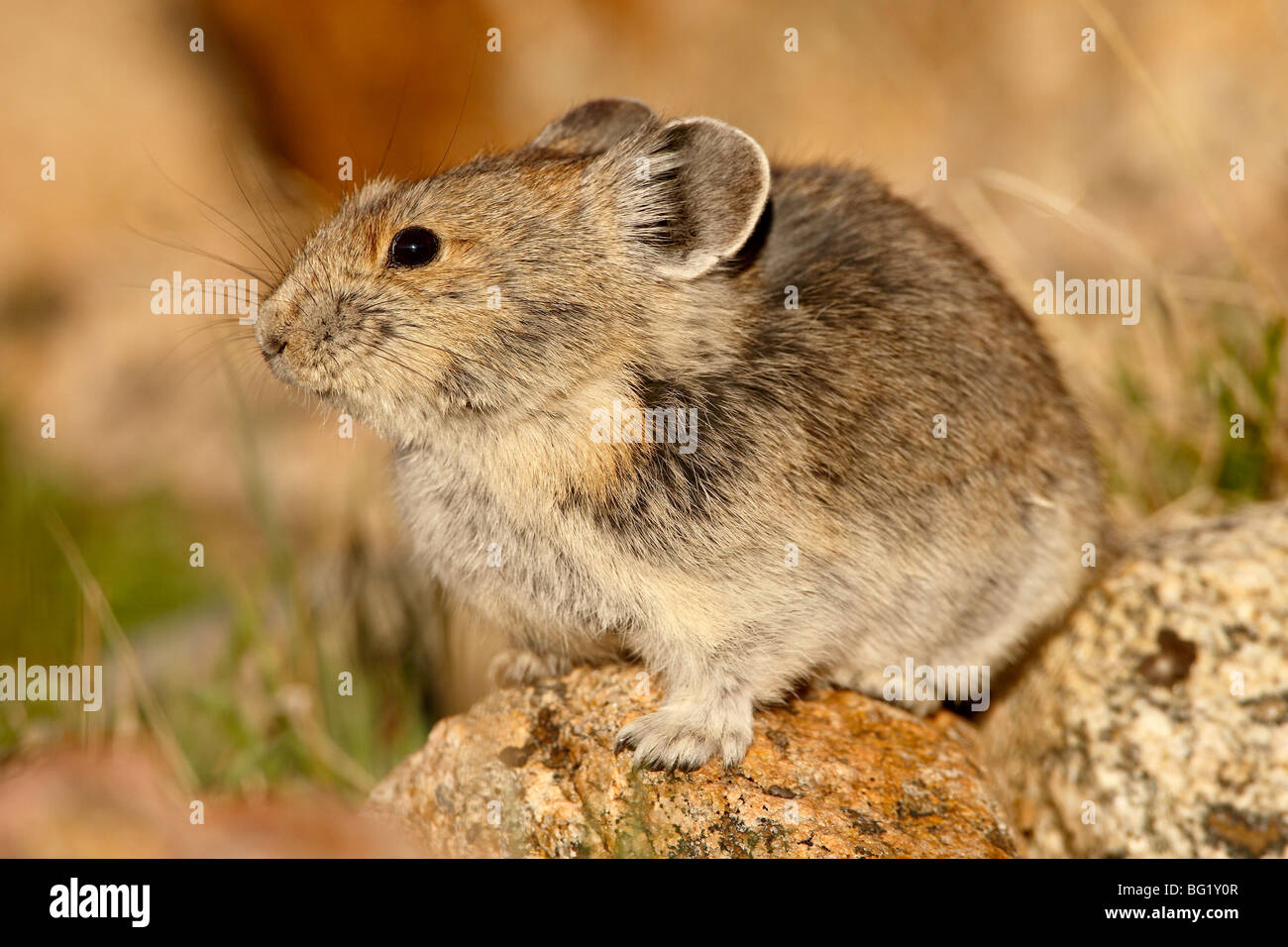Pica (Pica pica), Shoshone National Forest, Wyoming, United States of America, North America Stock Photo