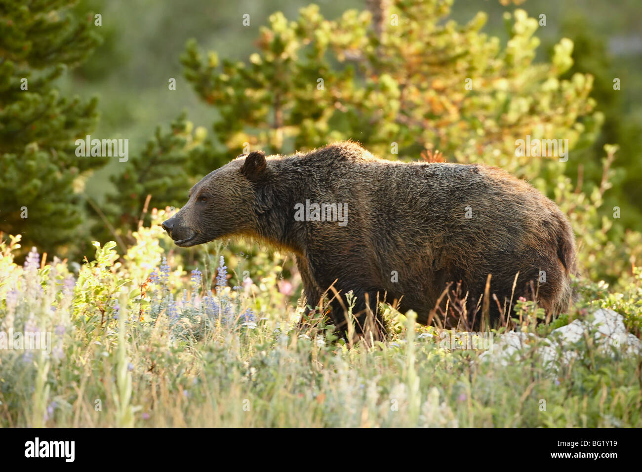 Grizzly bear (Ursus horribilis), Glacier National Park, Montana, United States of America, North America Stock Photo