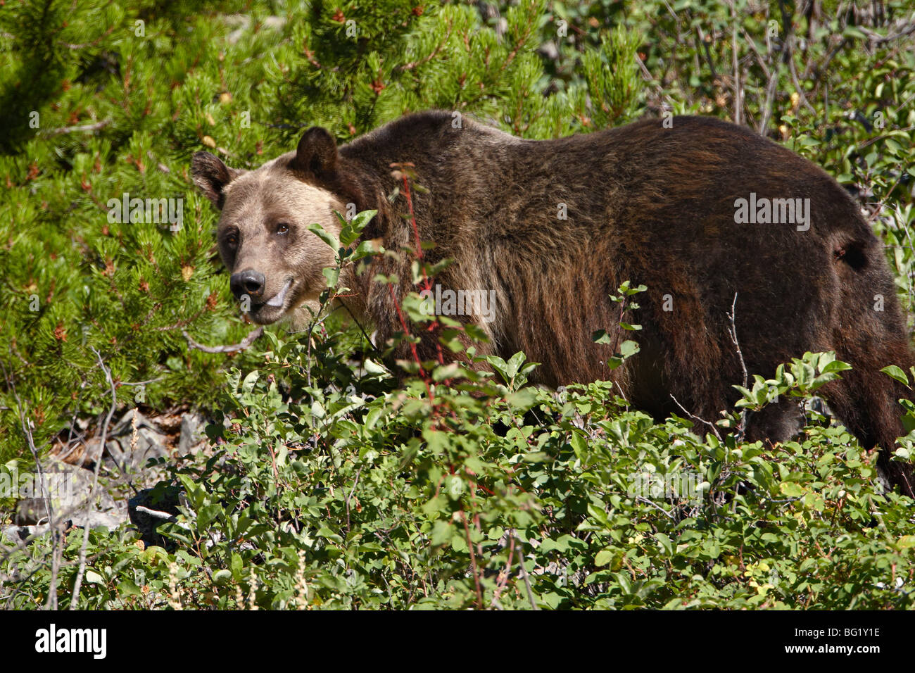 Grizzly bear (Ursus horribilis), Glacier National Park, Montana, United States of America, North America Stock Photo