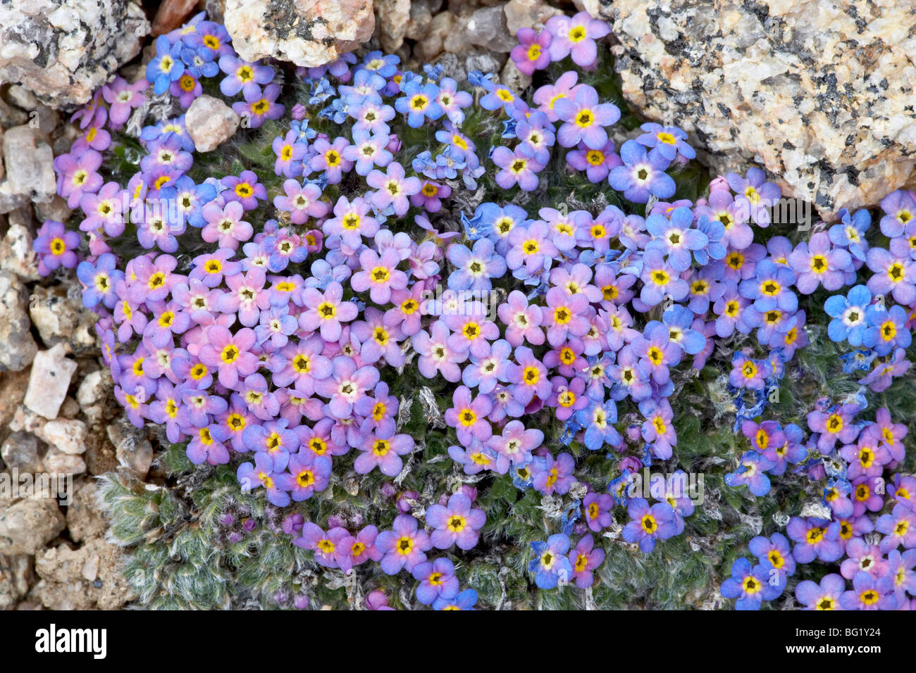 Alpine (Eritrichium nanum), Mount Evans, Colorado, United