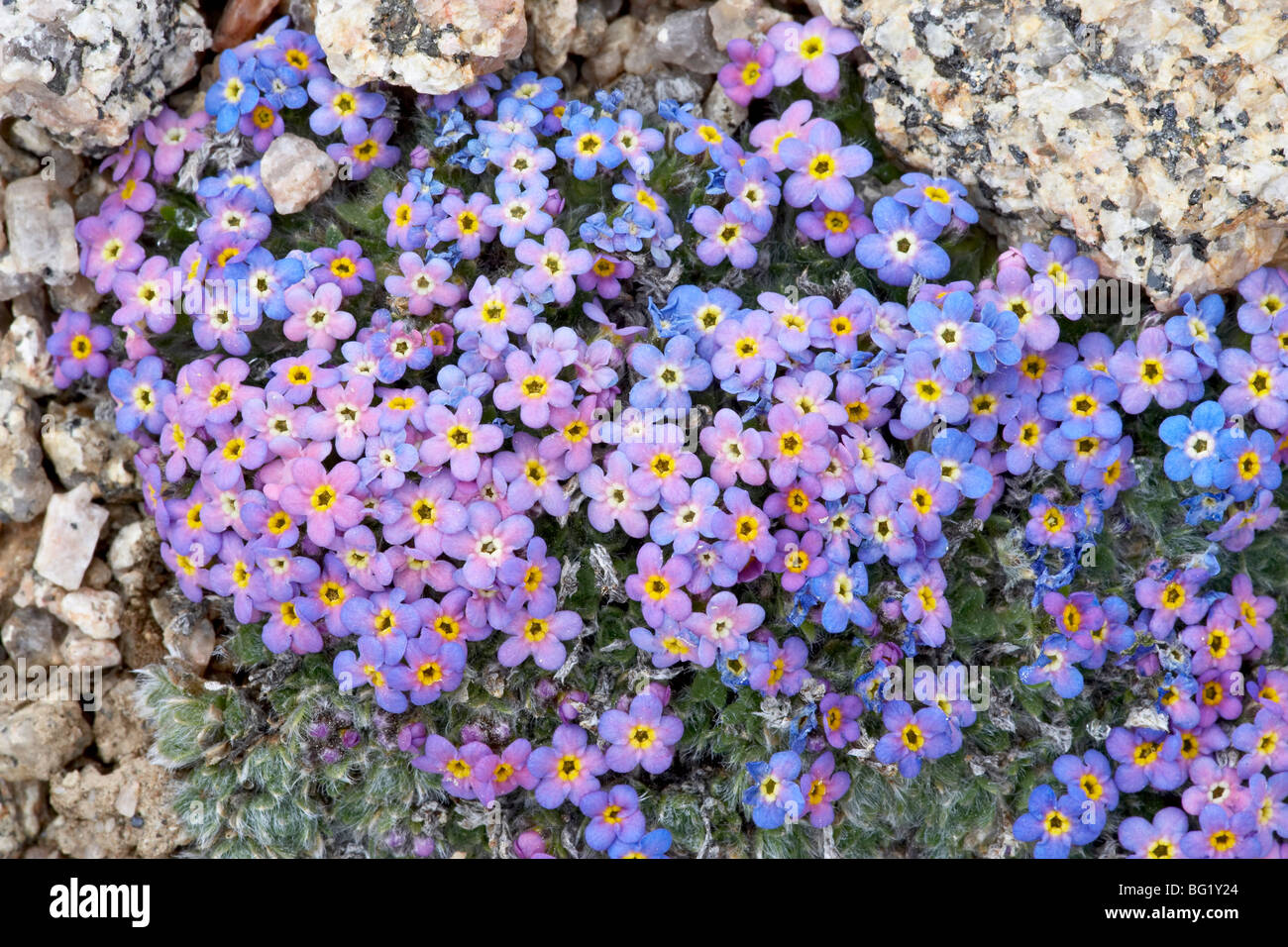 Alpine forget-me-not (Eritrichium nanum), Mount Evans, Colorado, United States of America, North America Stock Photo