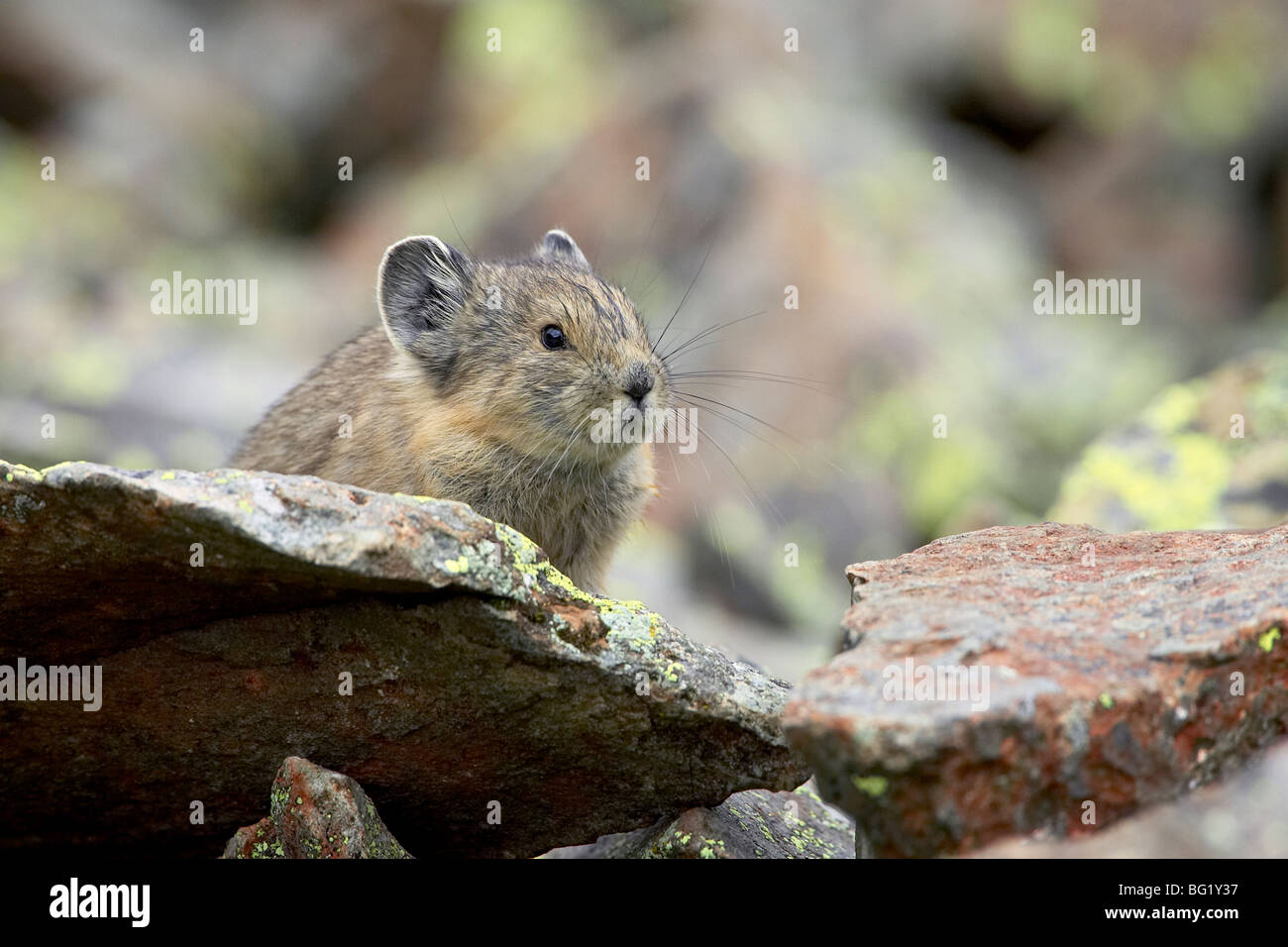 Pica (Pica pica), Clear Lake, San Juan National Forest, Colorado, United States of America, North America Stock Photo