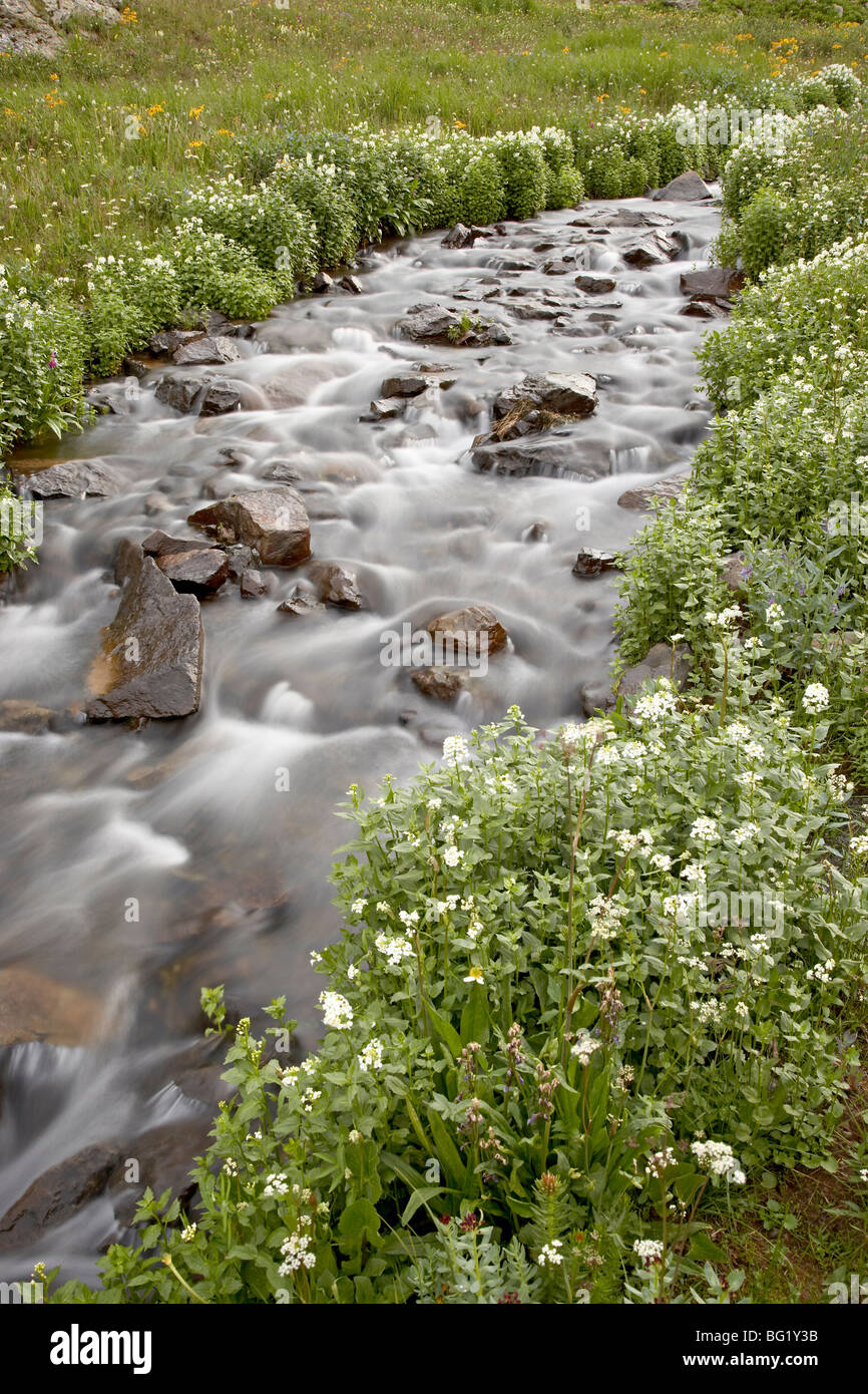 Stream lined with heartleaved bittercress (Cardamine cordifolia), San Juan National Forest, Colorado, United States of America Stock Photo