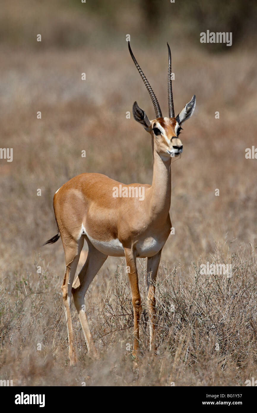 Male Grant's gazelle (Gazella granti), Samburu National Reserve, Kenya