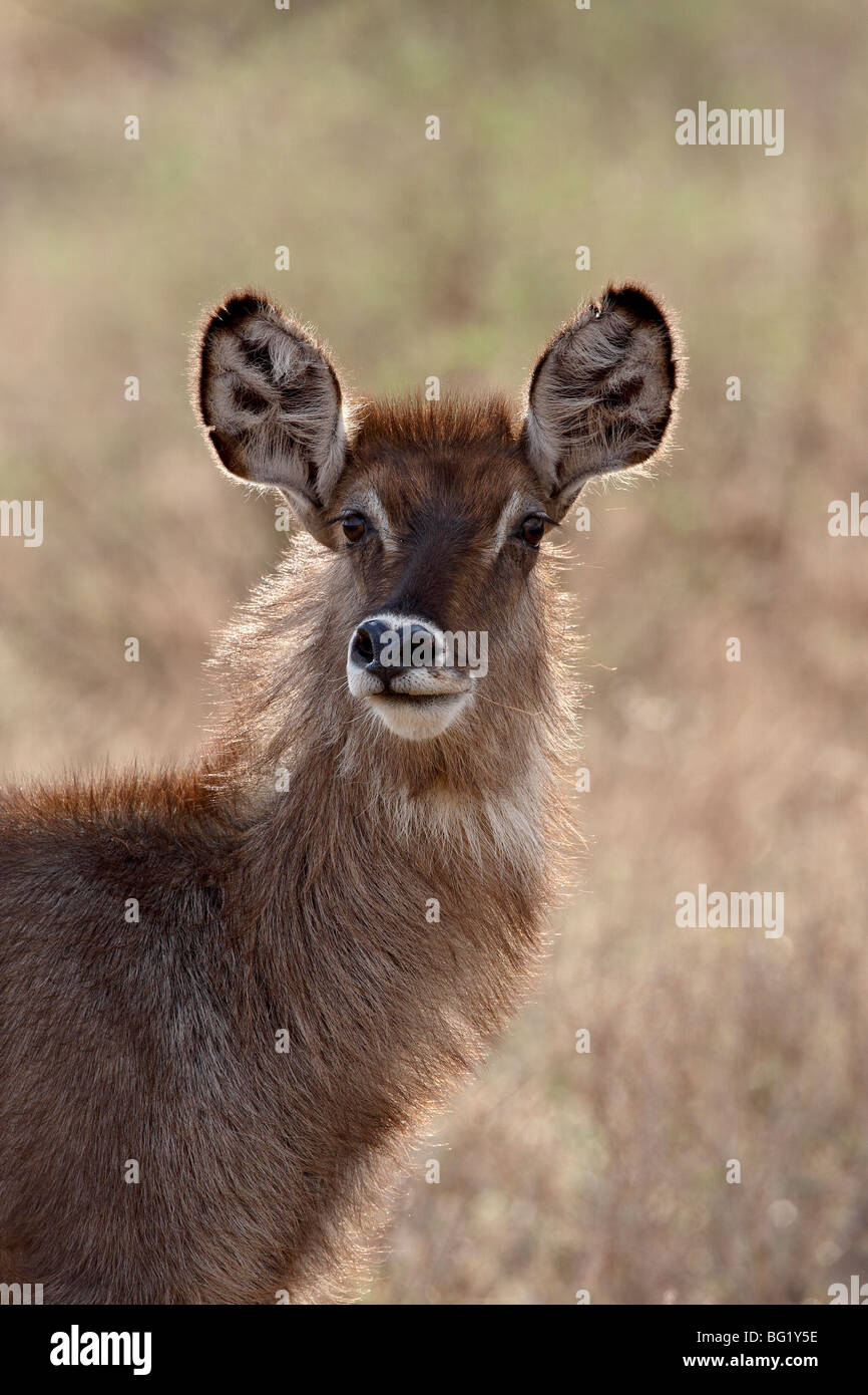 Female common waterbuck (Ellipsen waterbuck) (Kobus ellipsiprymnus ...