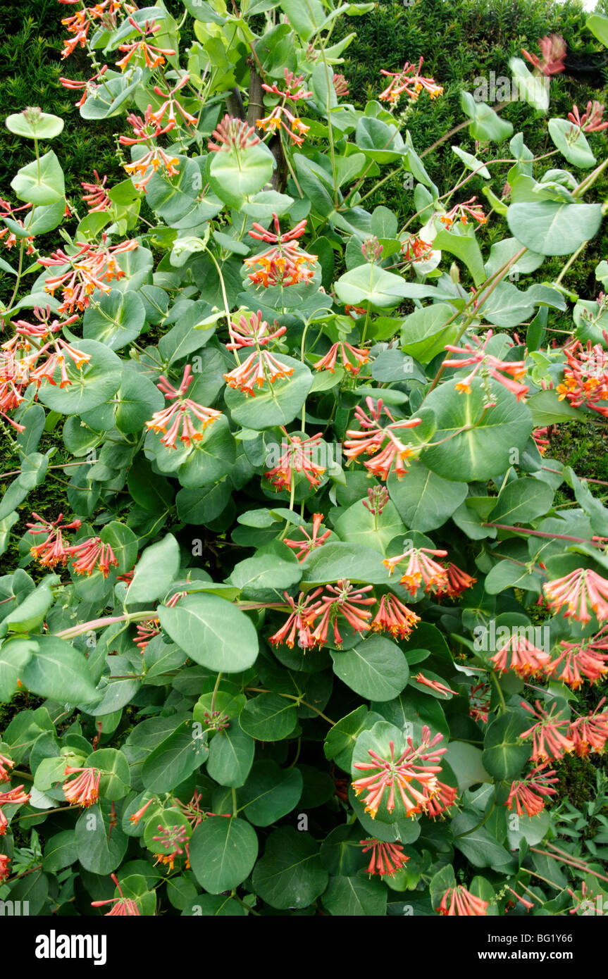 Honeysuckle hedge hires stock photography and images Alamy