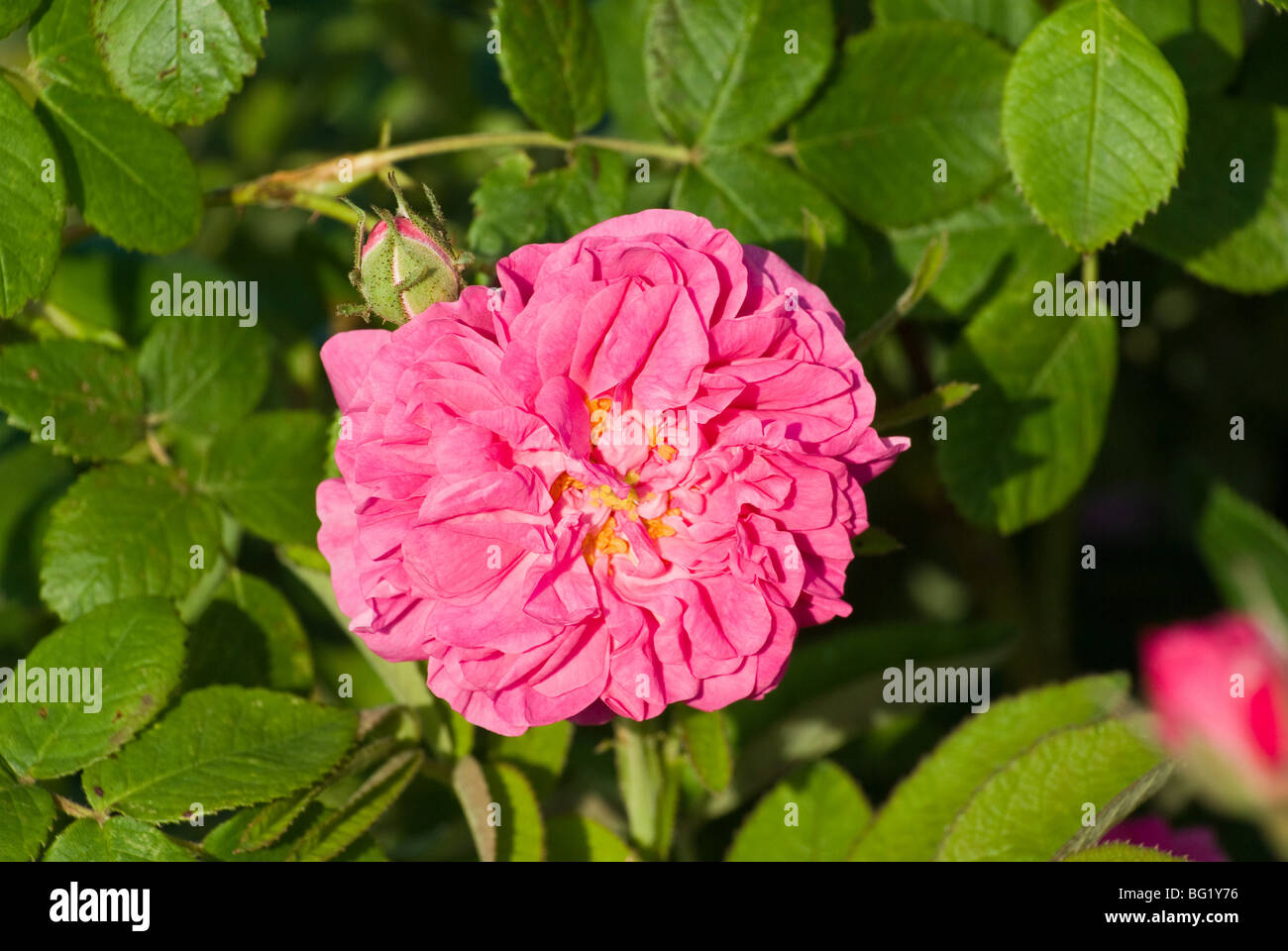 Damask Rose High Resolution Stock Photography and Images Alamy