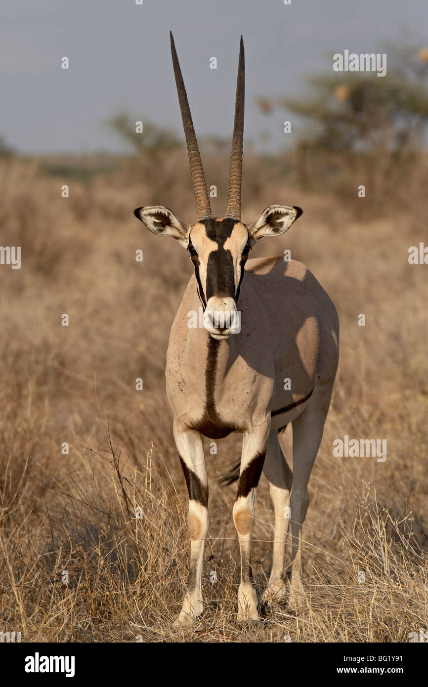 Beisa oryx (East African oryx) (Oryx beisa), Samburu National Reserve