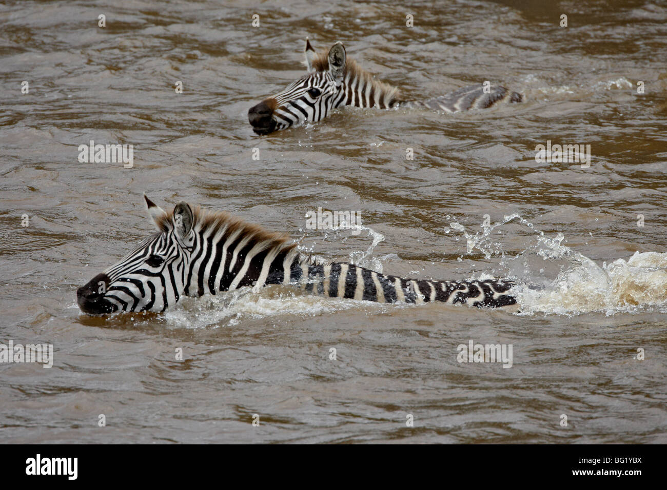 Common zebra (Burchell's zebra) (Equus burchelli) crossing the Mara River, Masai Mara National Reserve, Kenya, East Africa Stock Photo
