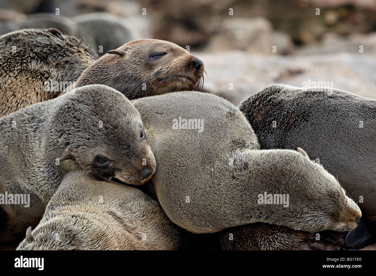 Cluster of Cape fur seal (South African fur seal) (Arctocephalus pusillus), Elands Bay, Western Cape Province, South Africa Stock Photo