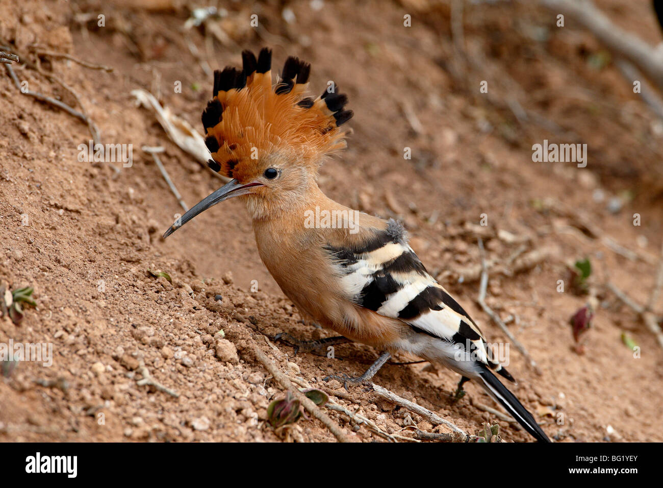 African hoopoe (Upupa africana) with its crest extended, Addo Elephant National Park, South Africa, Africa Stock Photo