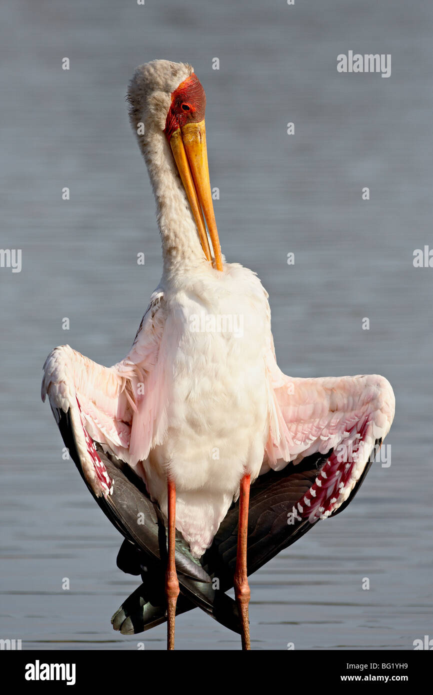 Yellow-billed stork (Mycteria ibis) preening, Kruger National Park, South Africa, Africa Stock Photo