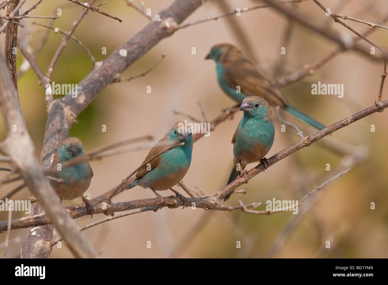 Group of blue-breasted cordon-bleus in southern Africa. The photo was taken in Zimbabwe's Hwange national park. Stock Photo