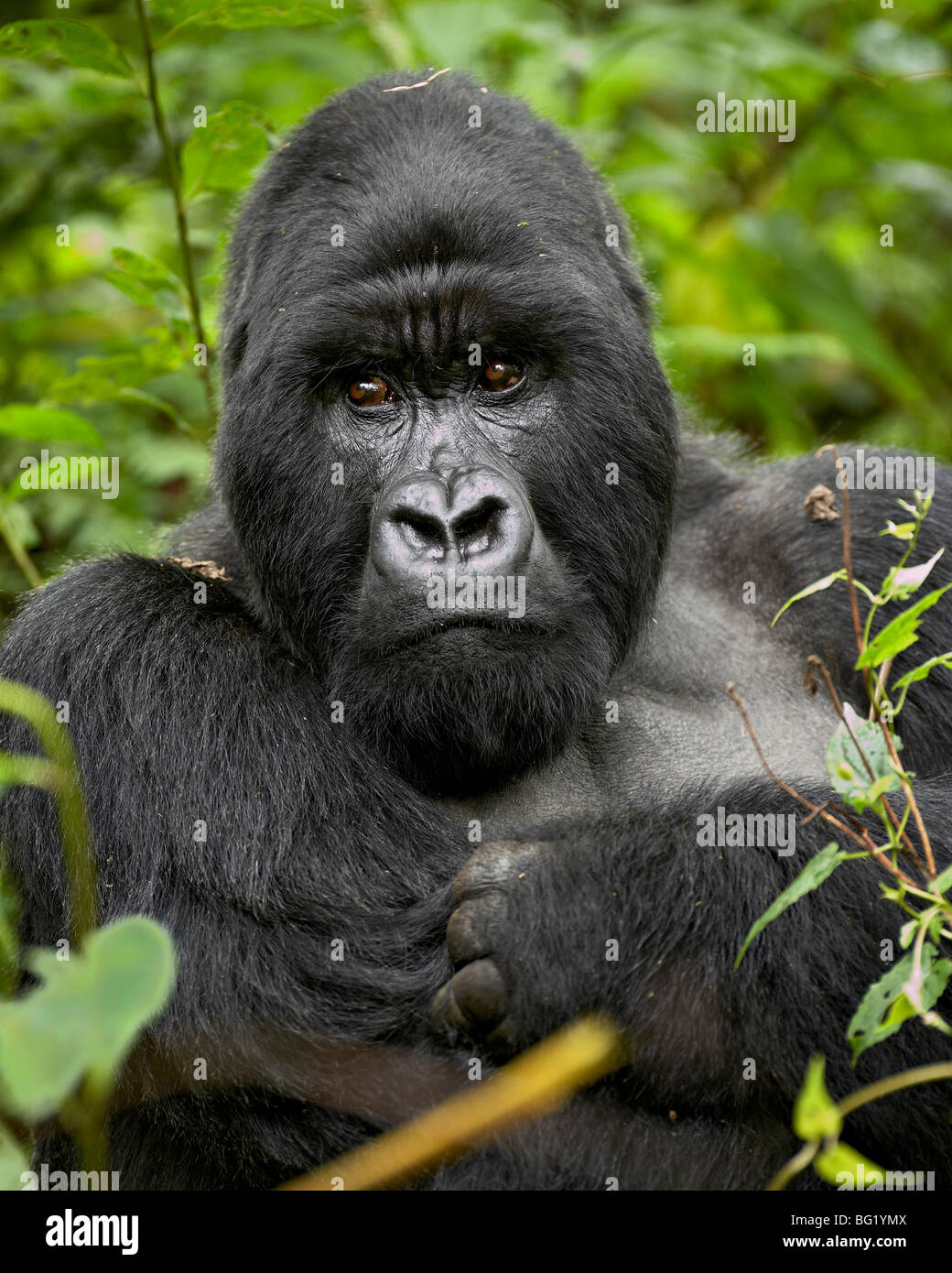 Silverback mountain gorilla (Gorilla gorilla beringei), Group 13, Volcanoes National Park, Rwanda, Africa Stock Photo