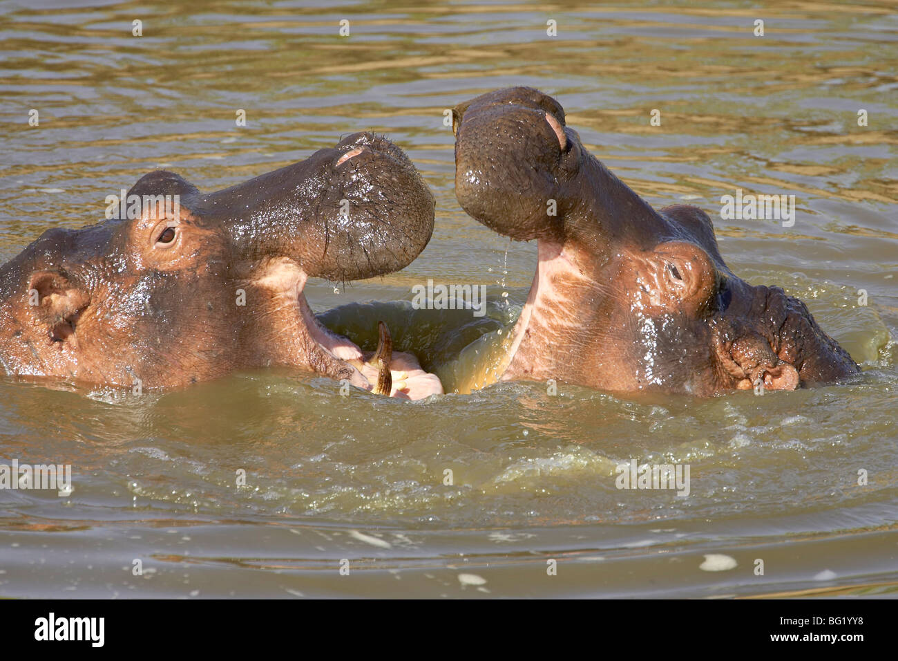 Two hippopotamus (Hippopotamus amphibius) fighting, Masai Mara Game Reserve, Kenya, East Africa, Africa Stock Photo