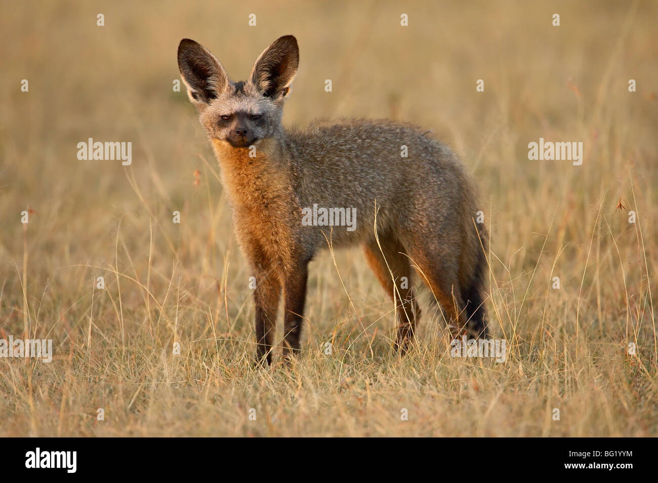 Bat-eared fox (Otocyon megalotis), Masai Mara National Reserve, Kenya ...