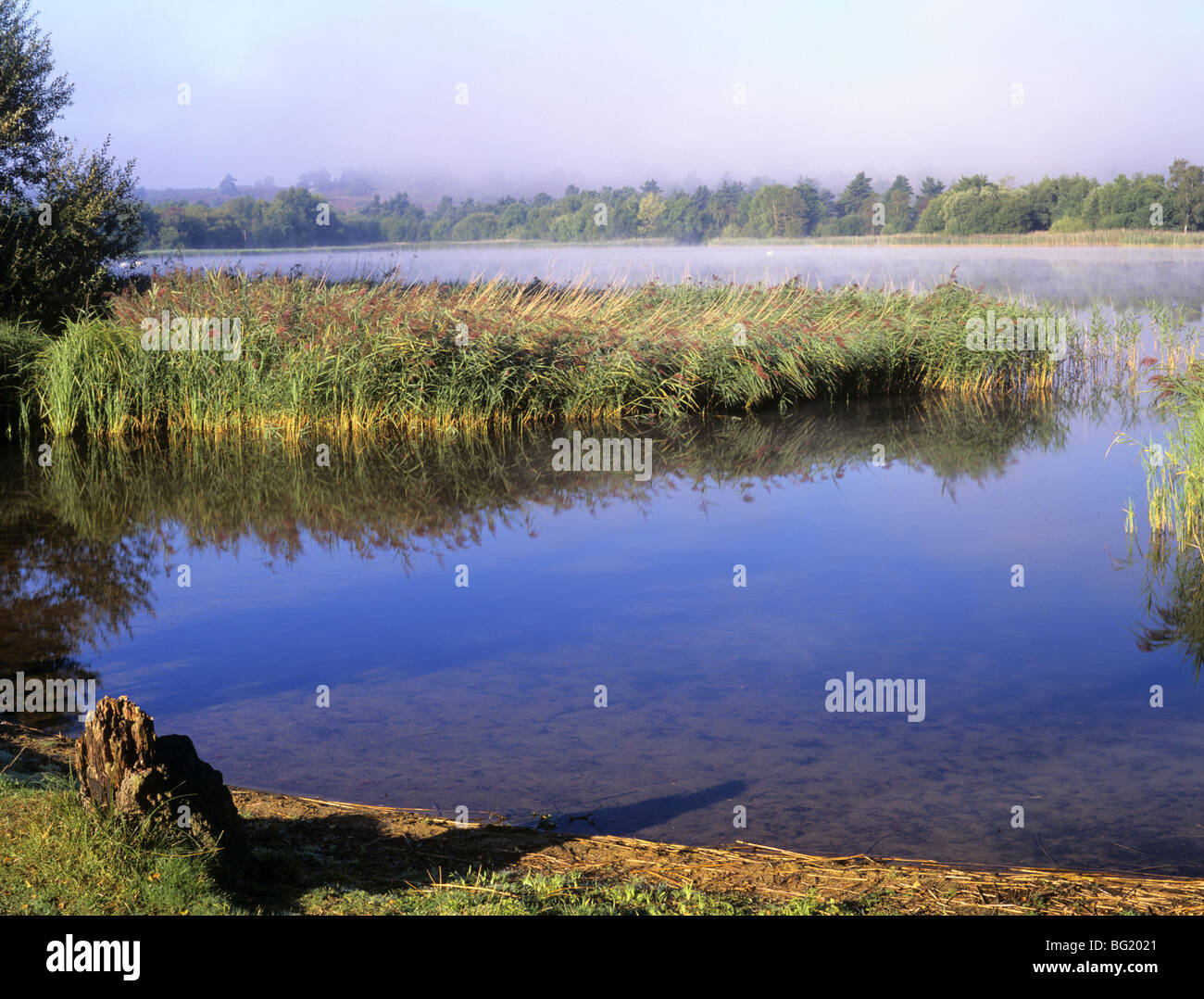 View across Frensham Little Pond with early morning mist rising from the water in summer. Frensham Farnham Surrey England UK. Stock Photo