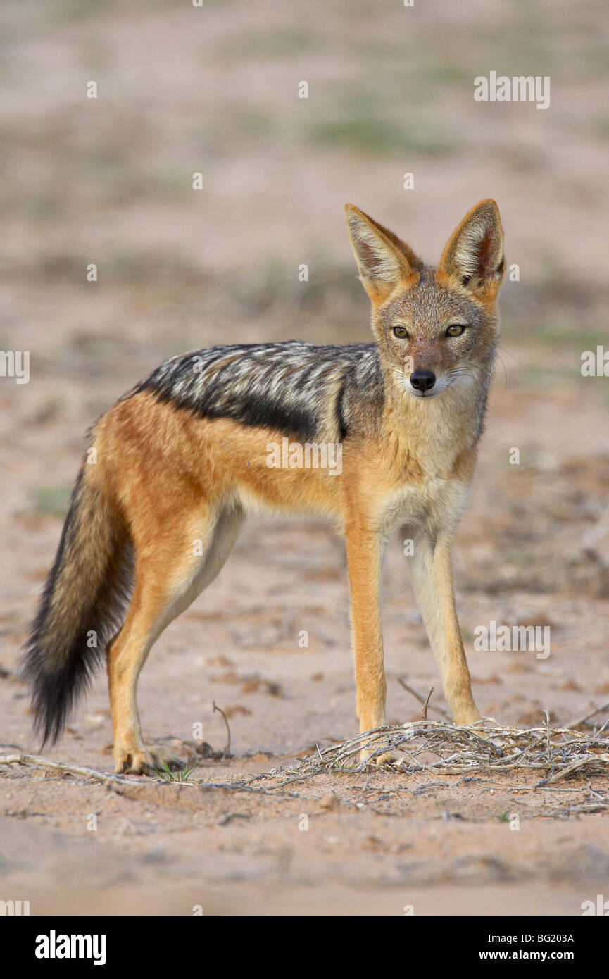 African jackal - lanetainsure
