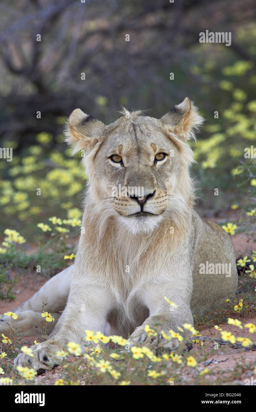 Lion full body vertical hi-res stock photography and images - Alamy