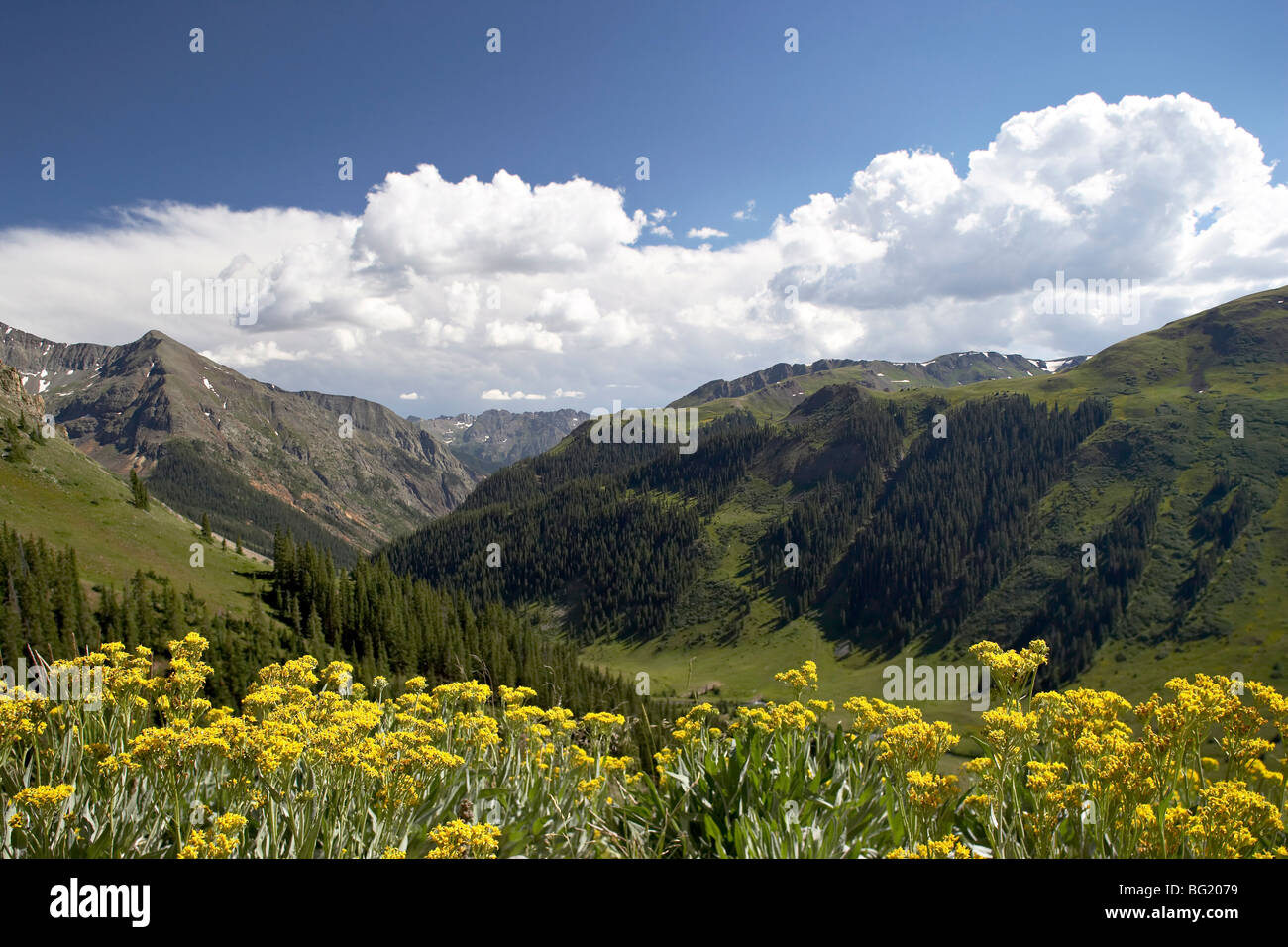Forest with wildflowers hi-res stock photography and images - Alamy