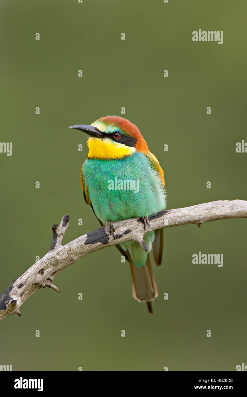 European bee-eater or golden-backed bee-eater (Merops apiaster), Kruger National Park, South Africa, Africa Stock Photo