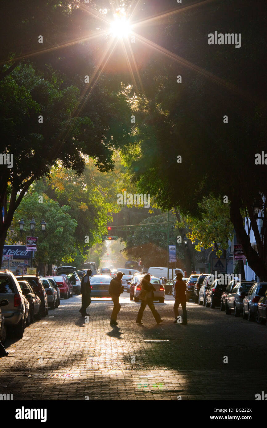 Tree lined street in the Zona Rosa in Mexico City Stock Photo Alamy