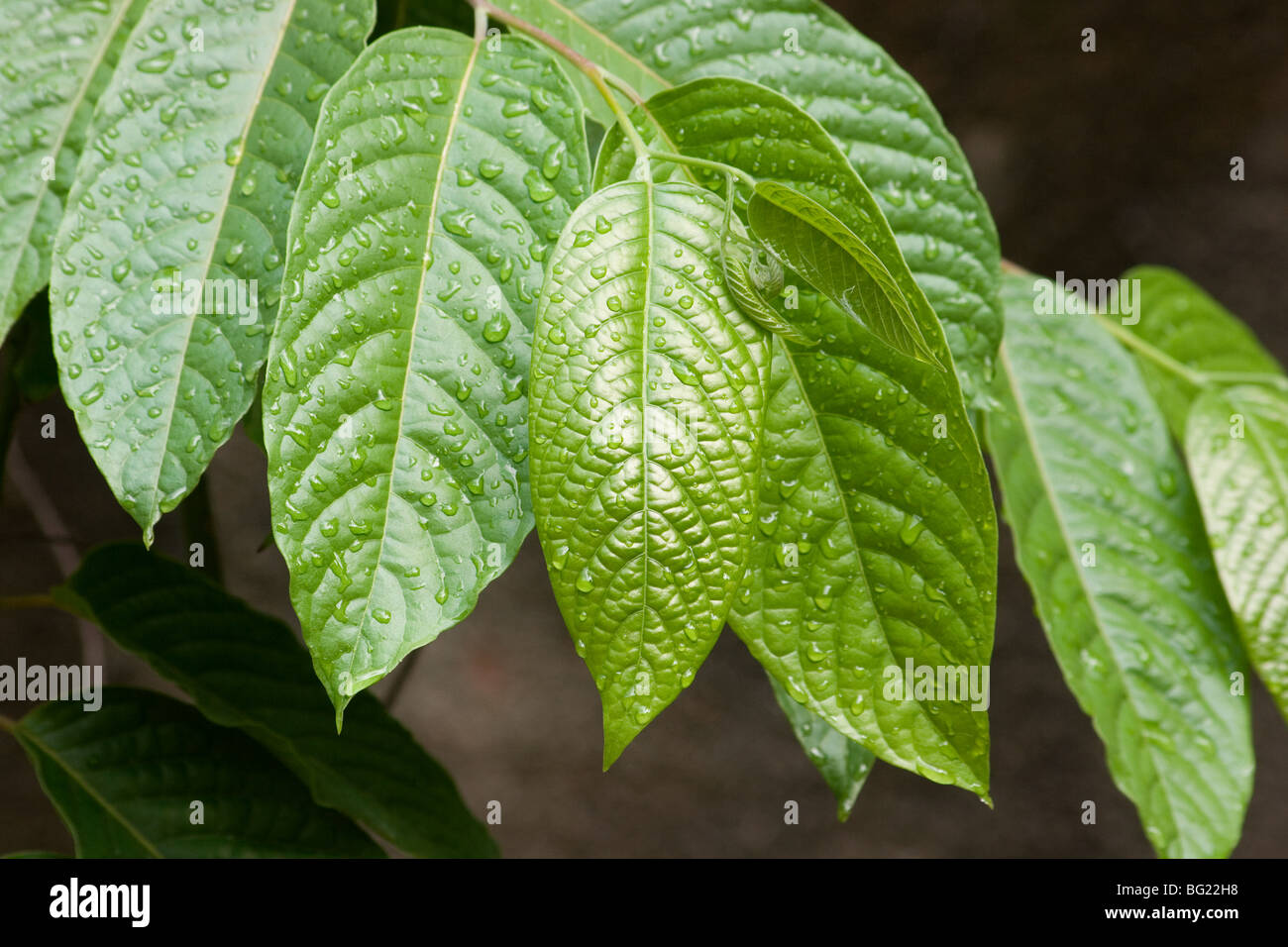 Close-up of Ylang-Ylang leaves on a bush with rain droplets Stock Photo