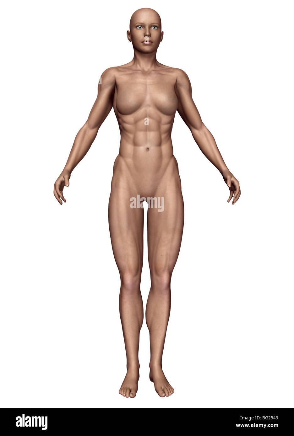 Illustration of a female human body type: mesomorph Stock Photo - Alamy