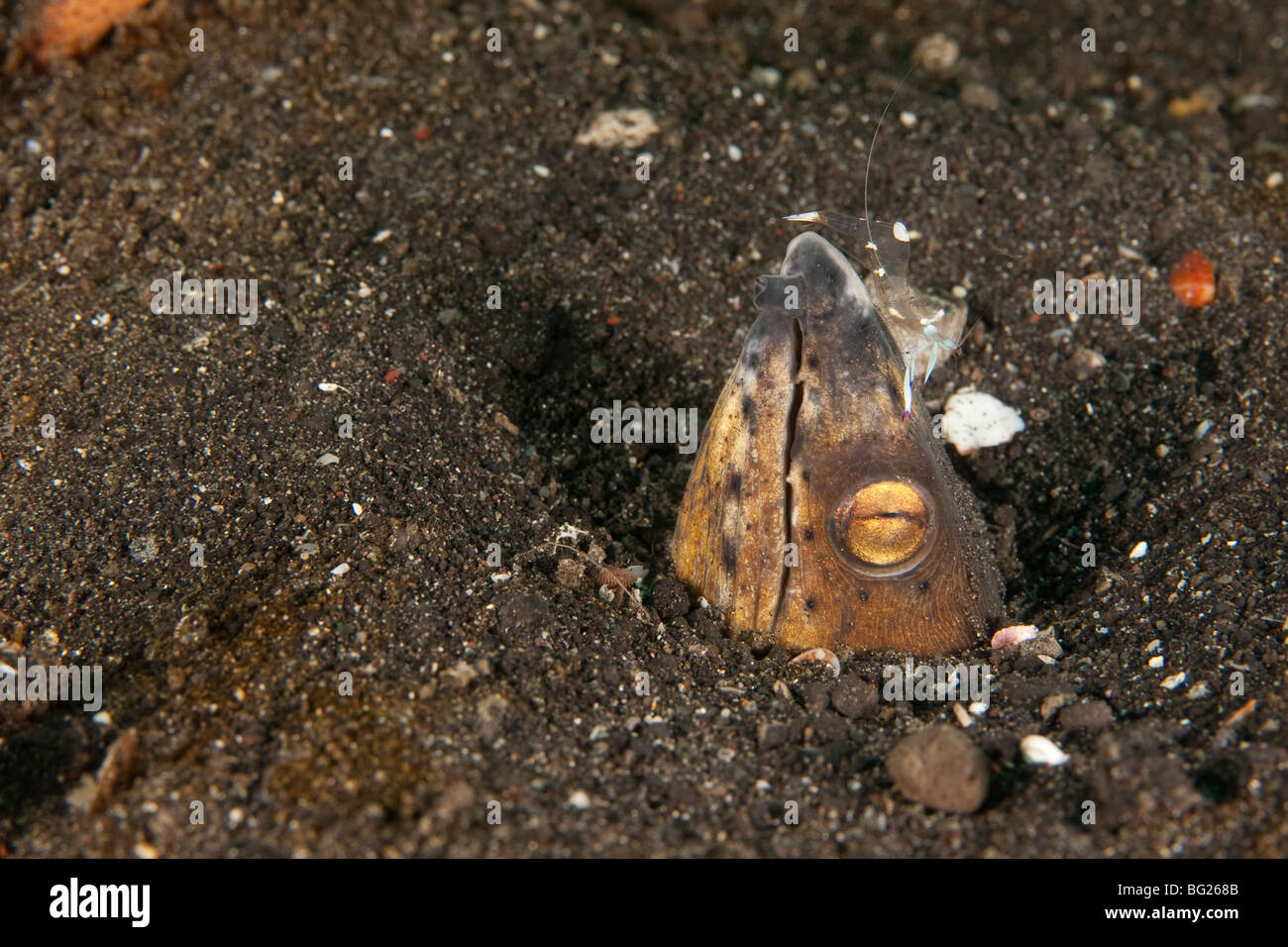 Blacksaddle Snake Eel (Ophichthus cephalozona) and Commensal Shrimp (Periclimenes brevicarpalis) Stock Photo
