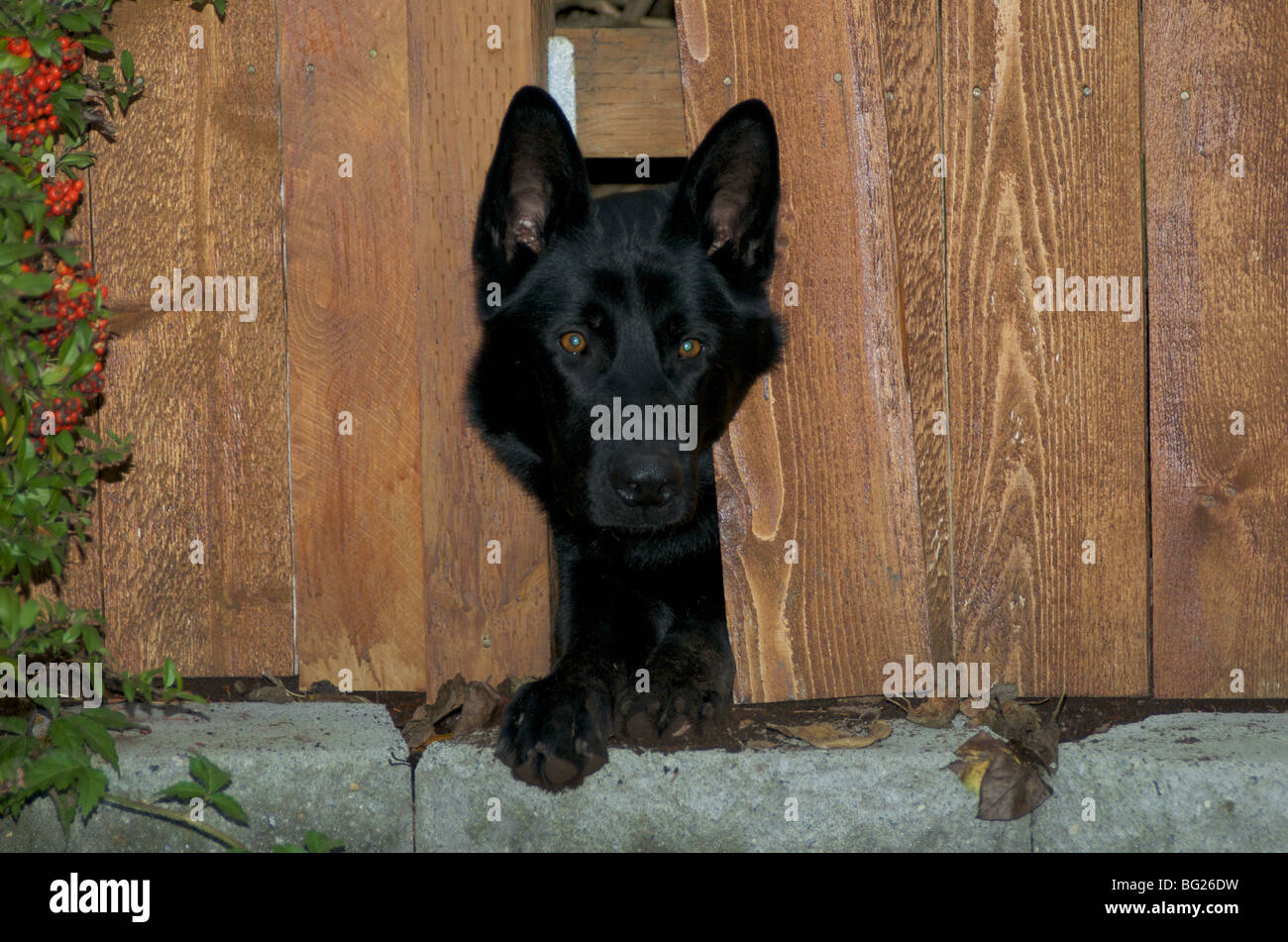 Black dog trying to break through afence Stock Photo Alamy