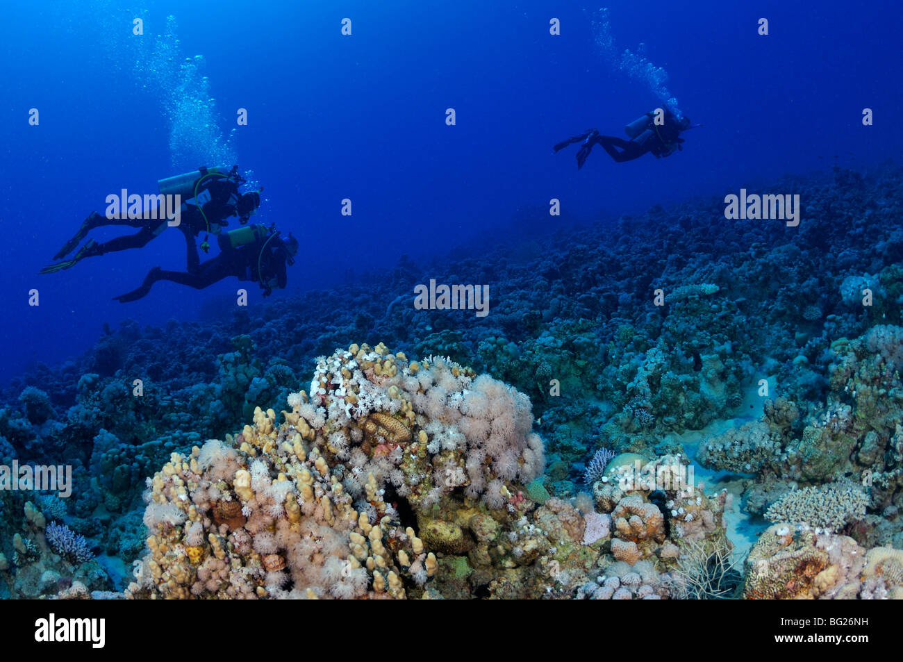 Scuba divers swimming over coral reef, 'Red Sea' Stock Photo