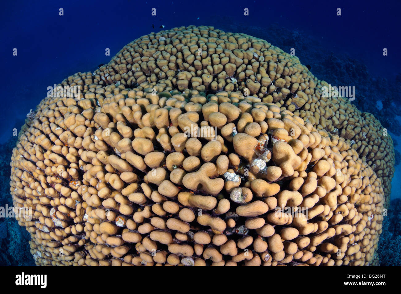 Large stoney Dome coral, Porites nodifera, in "Red Sea" Stock Photo