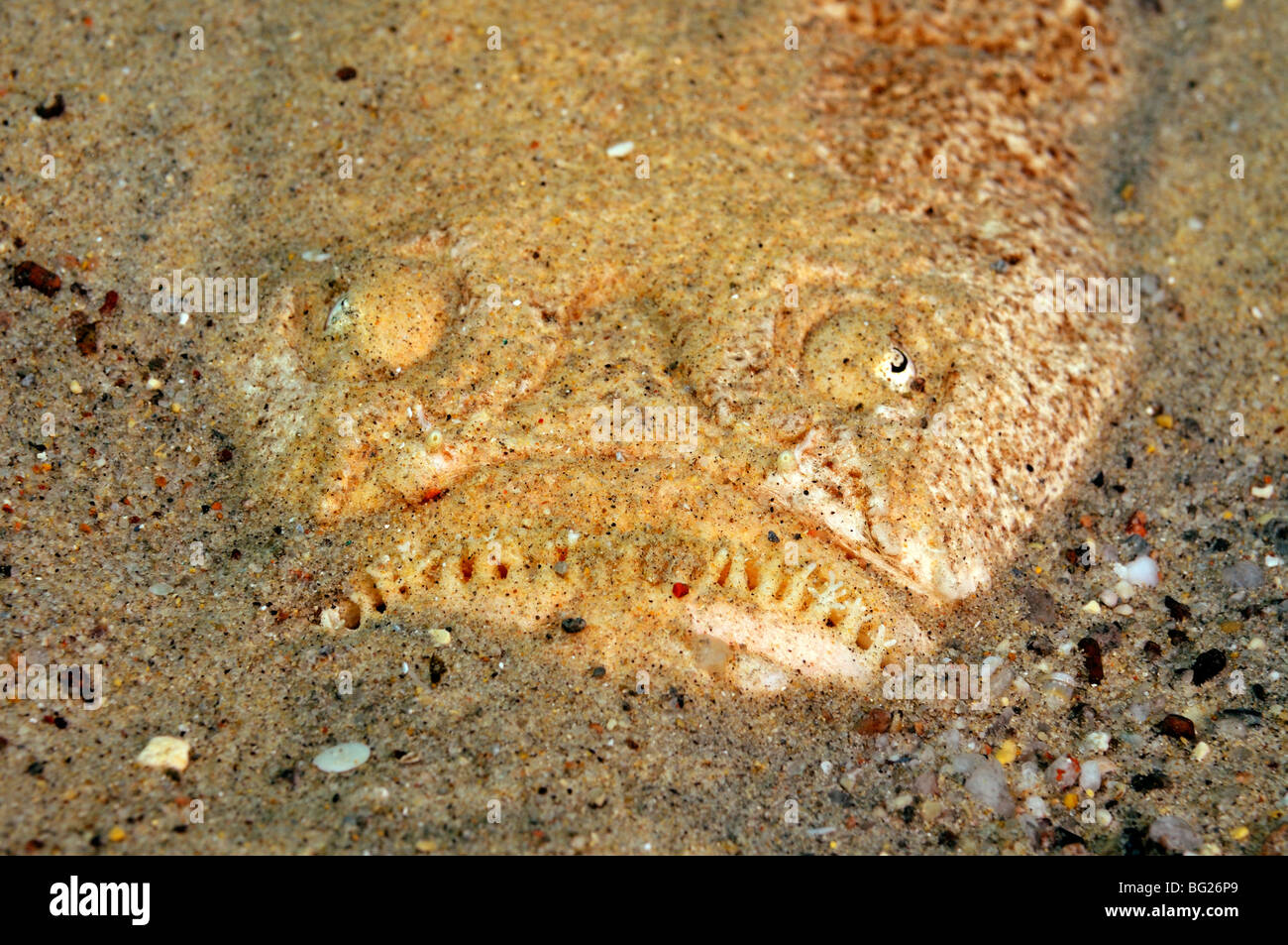 Stargazer fish, Uranoscopus sulphureus, buried in sand, 'Red Sea' Stock Photo